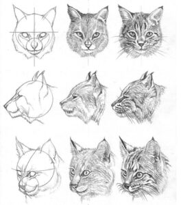 آموزش نقاشی گربه سیاه قلم
