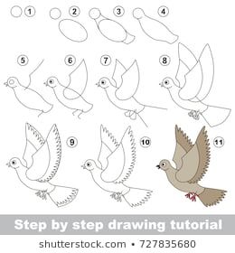 آموزش نقاشی کبوتر در حال پرواز