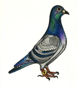 نقاشی کبوتر طوقی