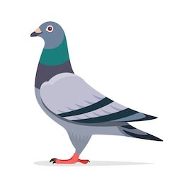 عکس نقاشی کبوتر
