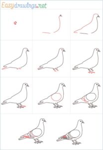 آموزش نقاشی کبوتر آسان
