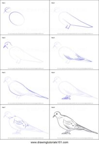 آموزش نقاشی کبوتر مرحله به مرحله