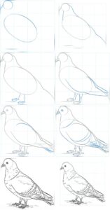 آموزش نقاشی کبوتر سخت